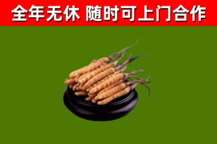 顺城区回收冬虫夏草
